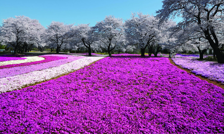 Thảm Chi Anh hơn 200.000 cây nở rực rỡ tại Khu vườn Tobu Treasure