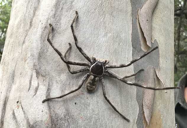 Cận cảnh nhện khổng lồ, dài đến 16 cm ở Australia