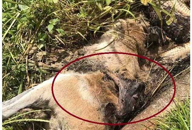 Trăn khổng lồ chết vì 'hóc' chuột túi