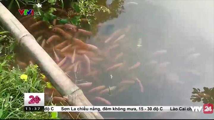 Clip: Mục sở thị đàn cá trê màu hồng phấn kỳ lạ ở Cần Thơ