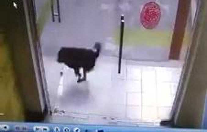 Phì cười clip mải truy đuổi mèo, chó đâm đầu vào cửa kính