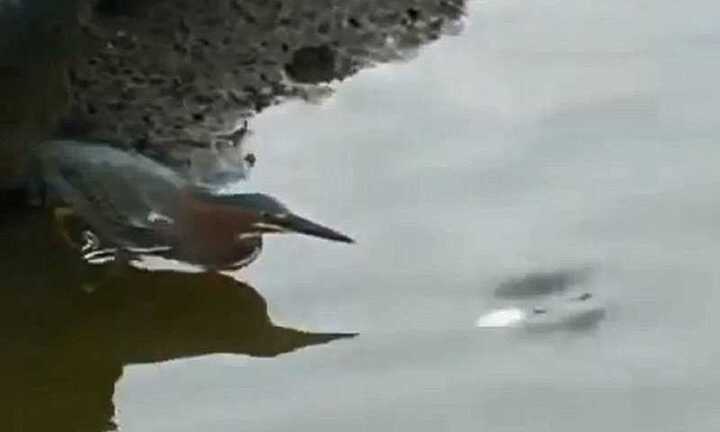 Tròn mắt xem chim diệc thông minh dùng bánh mì câu cá