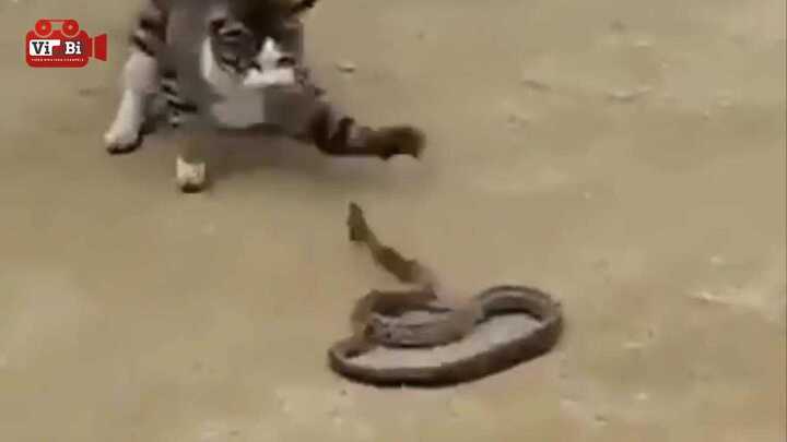 Clip: Mèo khiêu chiến, ngoạm sống rắn trong vòng 1 phút