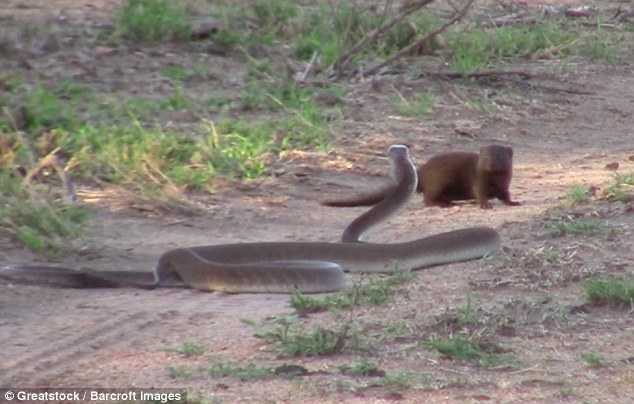 Nghẹt thở xem cầy Mangut ác đấu với rắn Mamba đen kịch độc