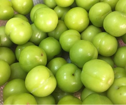 Mận, mơ, nhót đầu mùa giá 150.000 đồng/kg, người mua bị hớ nặng