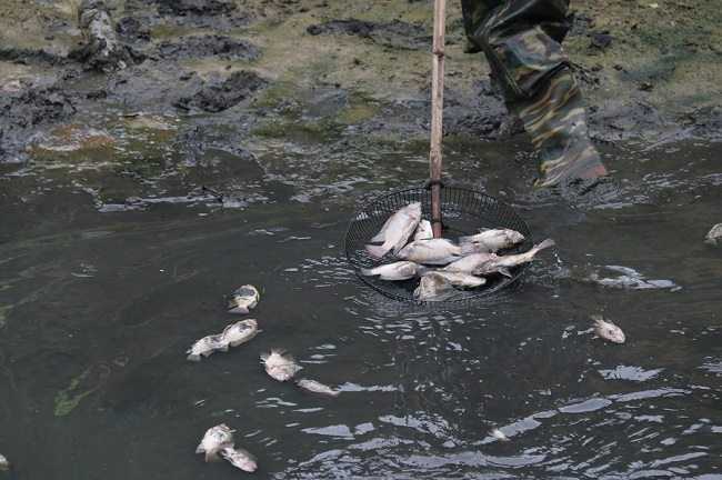 Cá chết nổi trắng kênh ở Đà Nẵng