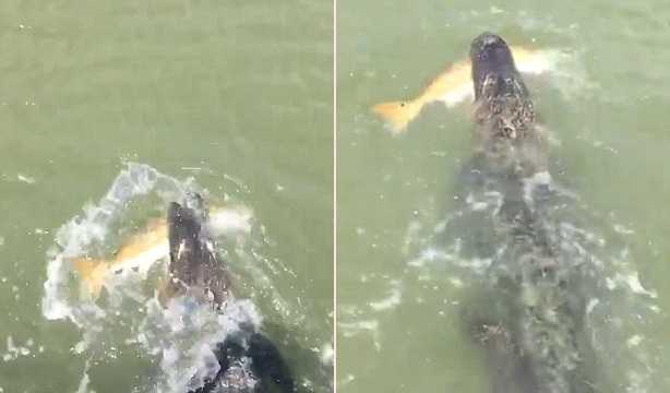 Clip: Cá sấu háu ăn cướp cá 'khủng' của ngư dân