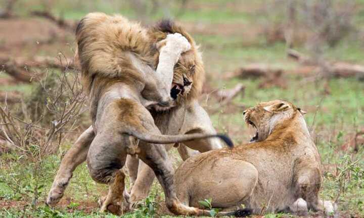 Clip: Sư tử đực đại chiến dữ dội tranh giành bạn tình