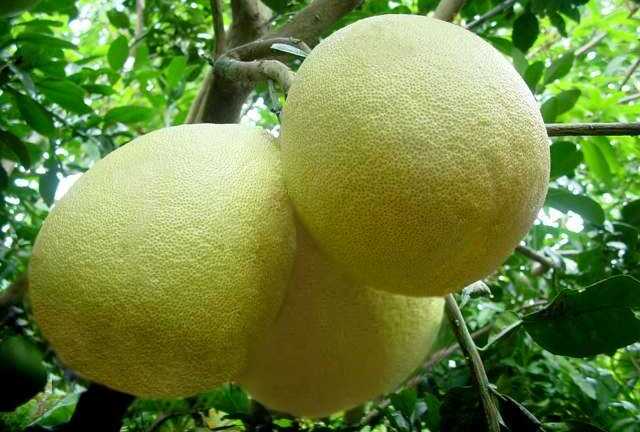 Giá nửa triệu, bưởi Mỹ, Úc, Ai Cập vẫn 'thua' bưởi Việt?