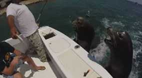 Clip: Hải cẩu nhảy lên thuyền... xin cá ăn