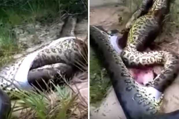 Mổ bụng trăn khổng lồ, phát hiện trăn 'khủng' khác bên trong