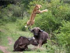 Clip: Hung hăng tấn công trâu rừng, đàn sư tử nhận cái kết 'đắng'