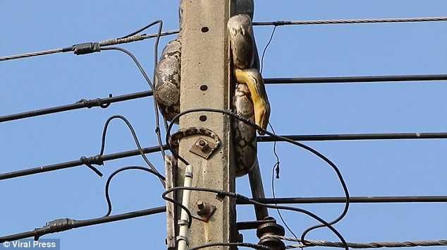 Clip: Kinh hãi cảnh 'chiêu hàng' trăn dài 3m cố thủ trên cột điện