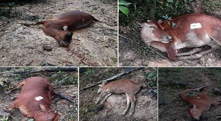 Tìm ra nguyên nhân cả đàn bò chết bất thường ở Hà Tĩnh