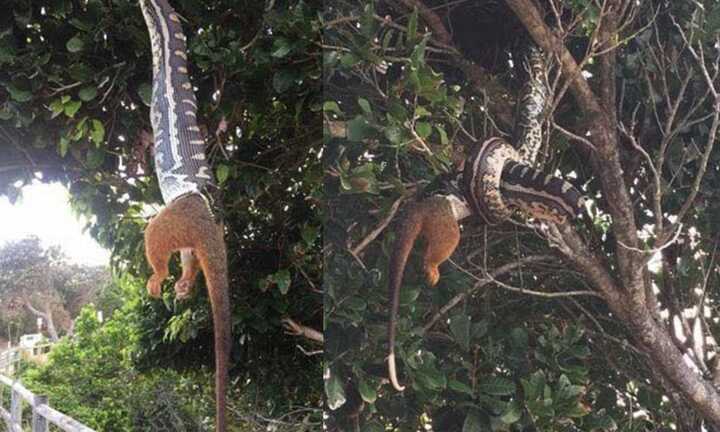 Cận cảnh trăn dài 2 mét treo lủng lẳng trên cây nuốt mồi