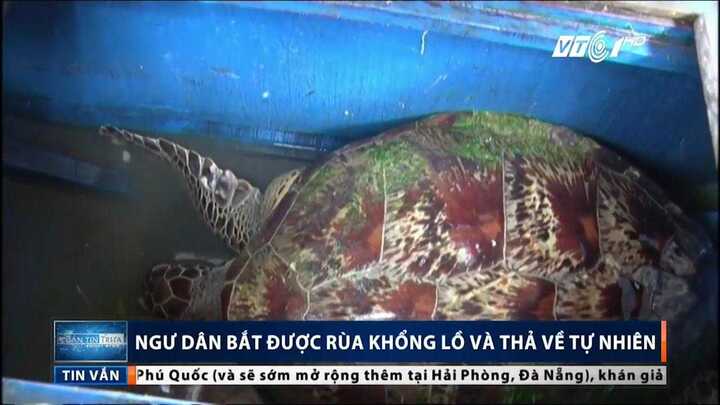 Video: Cận cảnh rùa vàng dài hơn 1m, nặng 50kg ở Hà Tĩnh