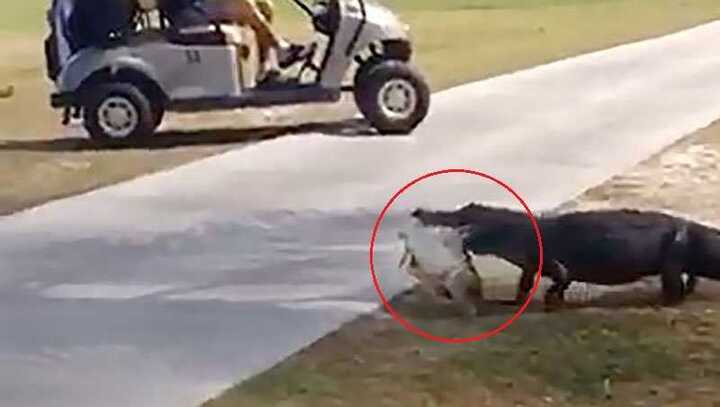 Clip: Cá sấu ngậm con mồi, khệnh khạng dạo bước trong sân golf gây sốc
