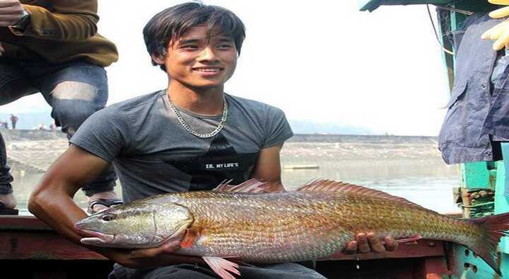 Người bắt được cá ‘khủng’ nghi cá sủ vàng ở Nghệ An: Ai trả 500 triệu đồng tôi sẽ bán