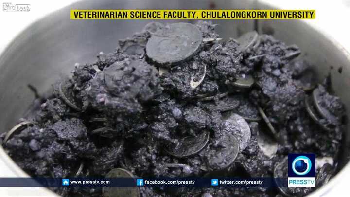 Video: Mổ bụng rùa, bác sĩ sửng sốt gắp ra... 1.000 đồng xu