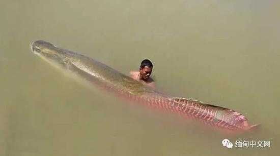 Bắt được cá Amazon khổng lồ giá 3,3 tỷ đồng trong ao chùa