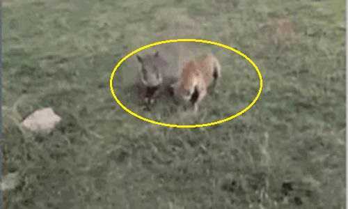 Bị đeo bám, lợn rừng mẹ 'điên tiết' dạy cho linh cẩu một bài học