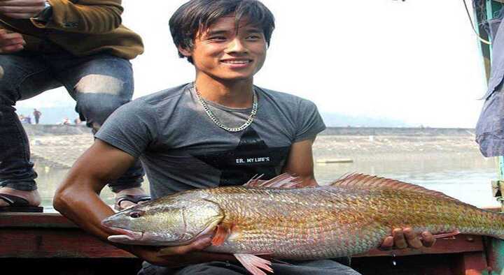 Người bắt được cá ‘khủng’ nghi cá sủ vàng tiền tỷ ở Nghệ An đã bán với giá 15 triệu đồng
