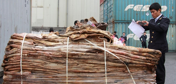 Hải Phòng bắt giữ 16 tấn da ngựa bốc mùi hôi thối nhập lậu từ châu Phi