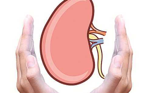 10 loại thực phẩm giữ cho thận khỏe và hoạt động tốt