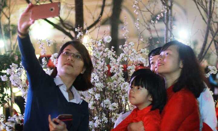 Ảnh: Dân Thủ đô háo hức chụp ảnh với hoa anh đào thật trong đêm