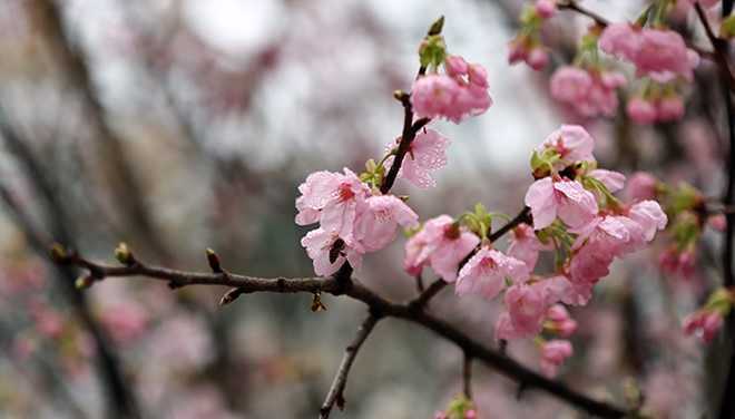 Người dân nô nức ngắm hoa anh đào tuyệt đẹp giữa lòng Thủ đô