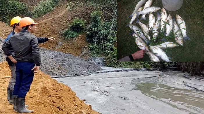 Cá chết hàng loạt sau sự cố vỡ đập bùn thải quặng ở Nghệ An