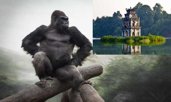 Đề xuất dựng mô hình King Kong ở Hồ Gươm: 'Sao không dựng con rùa vàng đi?'