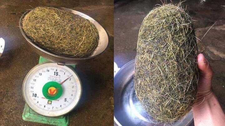 Mổ lợn, phát hiện vật nghi 'cát lợn' nặng 1,8kg