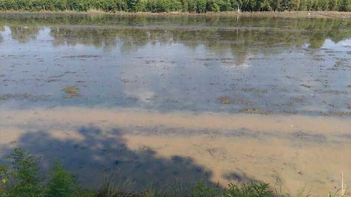 Cánh đồng kỳ bí đầy vàng ròng khiến hàng ngàn người đổ xô tranh cướp ở miền Tây