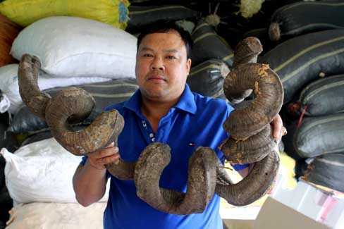 Thần y người Giáy và bài thuốc gout bí truyền chấn động miền Bắc