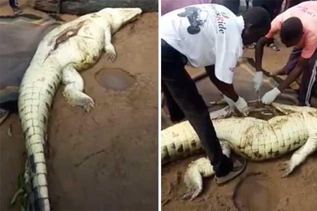 Mổ bụng cá sấu, kinh hãi phát hiện bé trai 8 tuổi bên trong