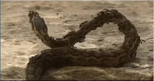 Clip: Đàn kiến lửa hung hãn giết chết trăn khủng trong chớp mắt