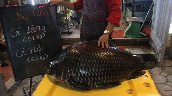 Cặp ‘thủy quái’ khổng lồ cực hiếm xuất hiện tại Hà Nội