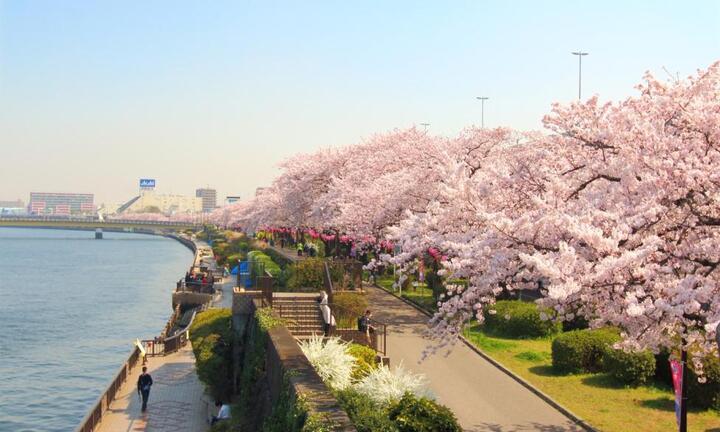 Ra mắt Website đặc biệt phục vụ khách du lịch đến Nhật Bản mùa Anh Đào năm 2017