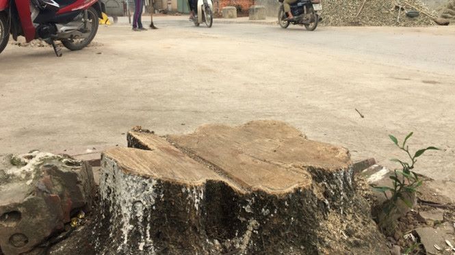 Dẹp 'cướp' vỉa hè, chặt hạ hàng loạt cây xanh: Sẽ kiểm điểm cán bộ xã