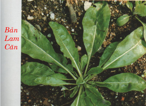 Đông y trị bệnh sùi mào gà