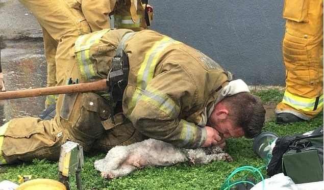 Rơi nước mắt xem lính cứu hỏa hô hấp nhân tạo, hồi sinh chú chó ngạt khói