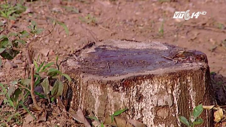 Dẹp cướp vỉa hè, chặt luôn cây xanh ở Hà Nội: Yêu cầu trồng lại toàn bộ