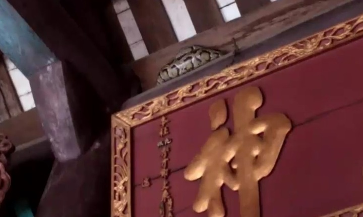 Video: Kinh ngạc nhìn trăn 'chầu' trong ngôi đền kì bí ở Nam Định