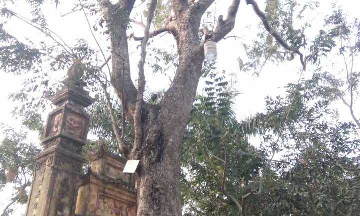 Cây sưa 200 tuổi ở Bắc Ninh giá 26 tỷ đồng là... quá rẻ