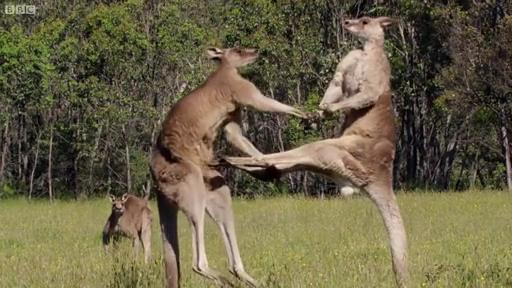 Clip: Kangaroo 'đấu võ' kịch tính tranh giành bạn tình