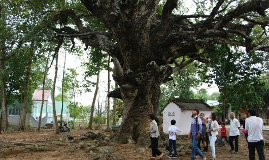 Chuyện lạ khó tin quanh cây dầu rái trồng ngược