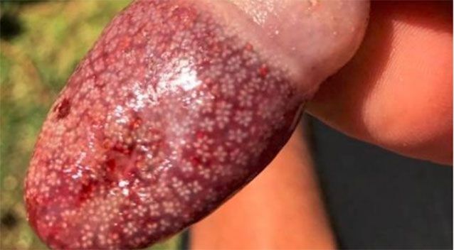 Phát hoảng 'quái thú' giống hệt lưỡi người trôi vào bờ biển