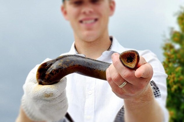 Thủy quái hút máu kỳ dị có khả năng chuyển đổi giới tính