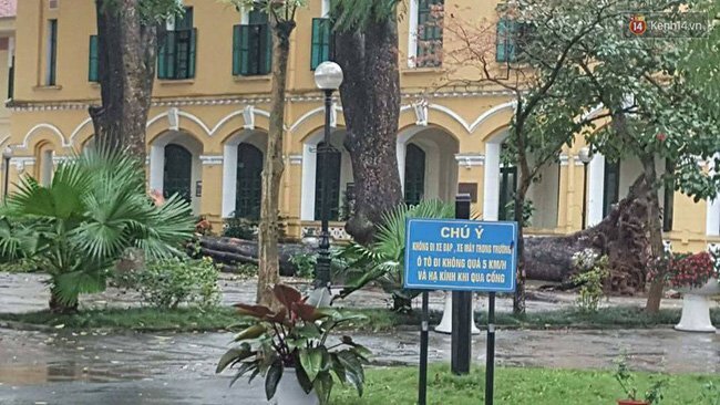 Cây đổ khiến 4 học sinh bị thương, Sở GD-ĐT Hà Nội chỉ đạo khẩn